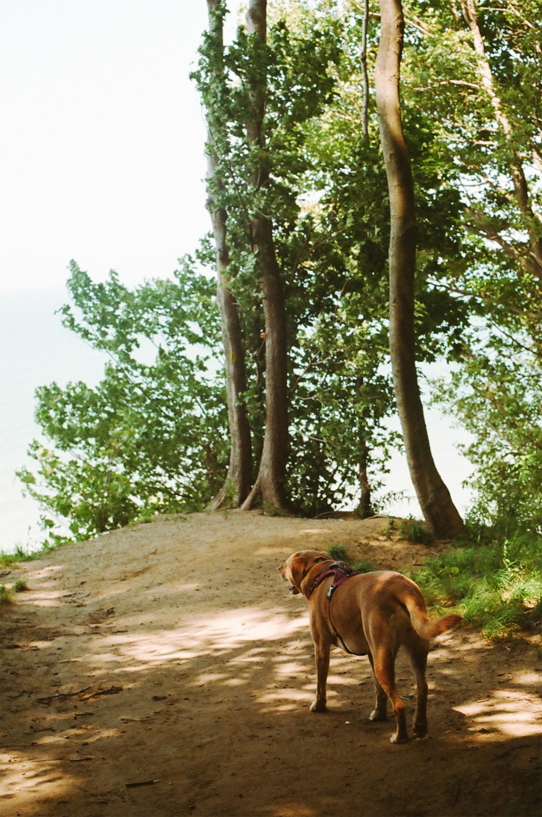 dog walking calmly on loose leash on trail