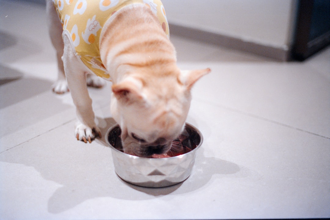 dog standing defensively over a metal food bowl in kitchen