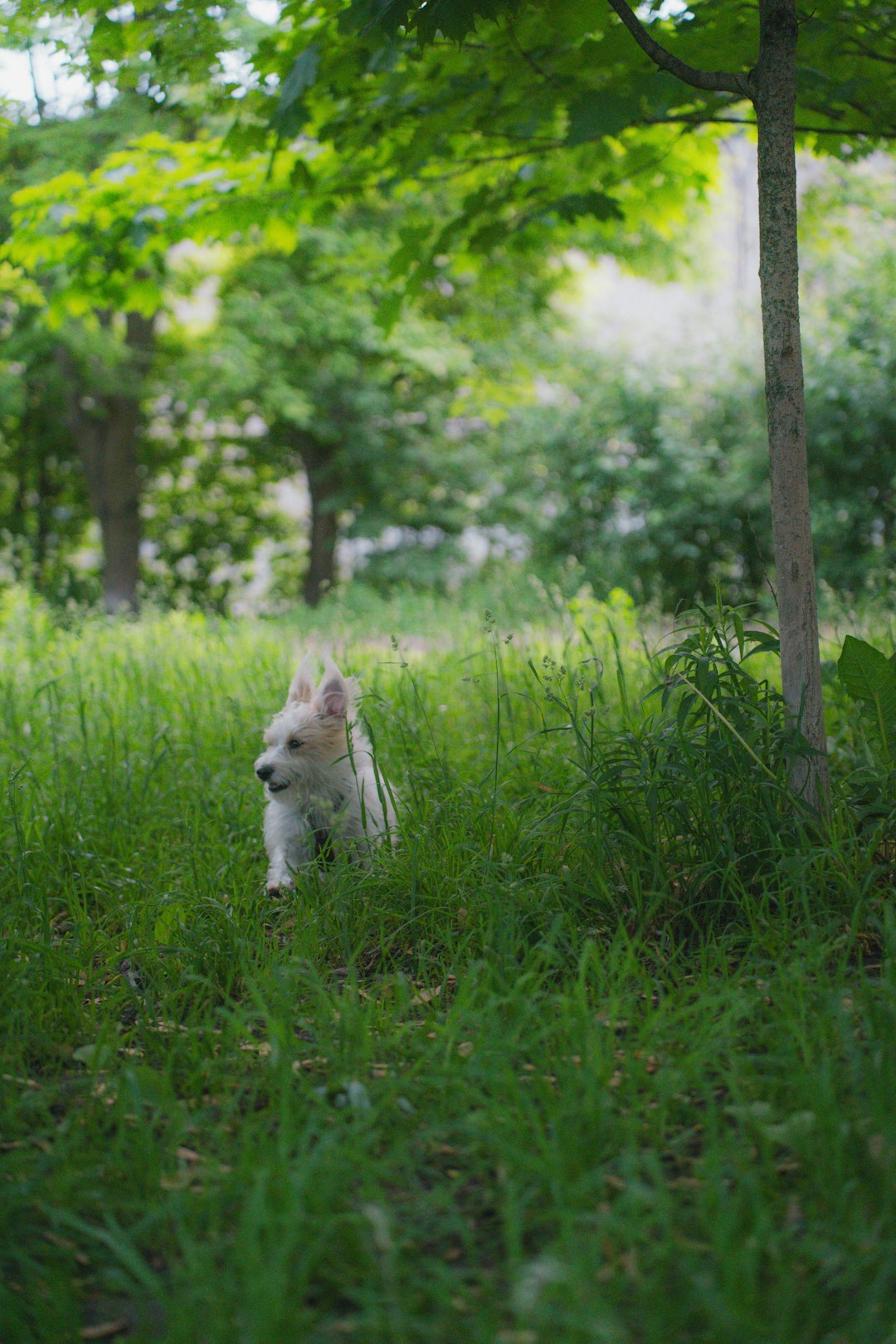 timid rescue dog walking cautiously in a quiet park