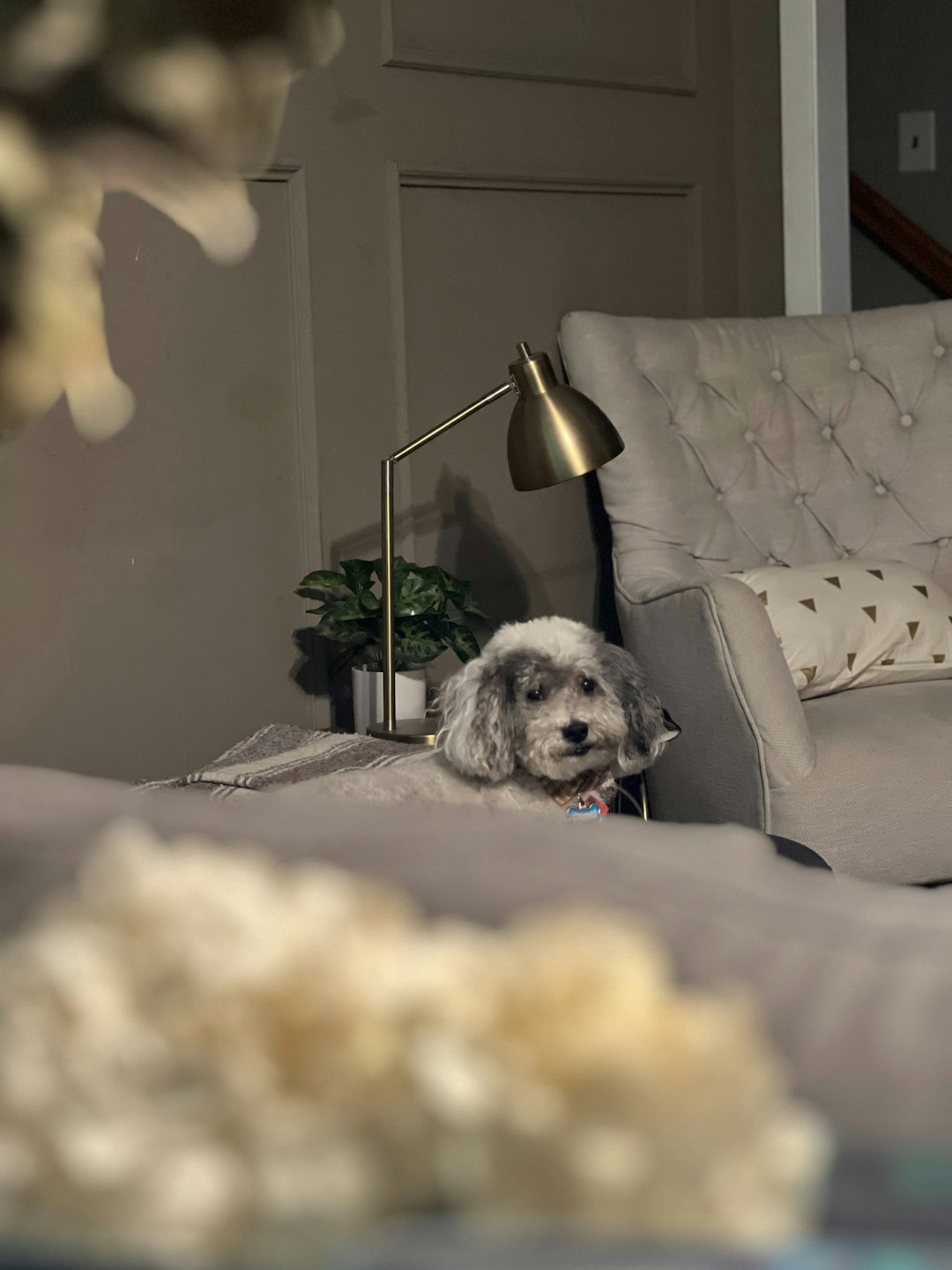 aussiedoodle puppy sitting proudly on clean carpet
