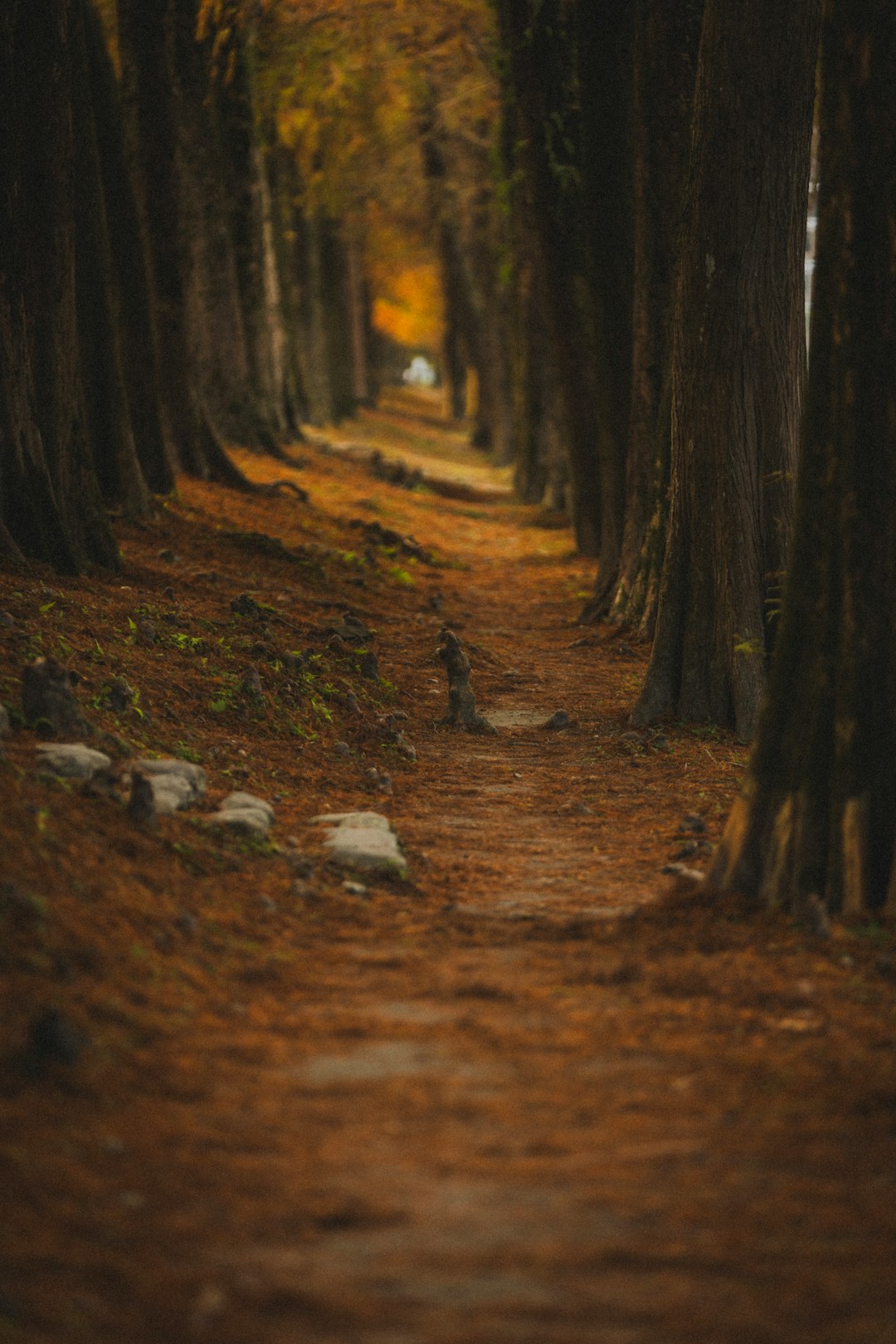 happy beagle walking next to owner on autumn trail