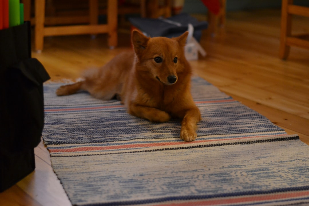 relaxed dog sleeping peacefully on rug near owner