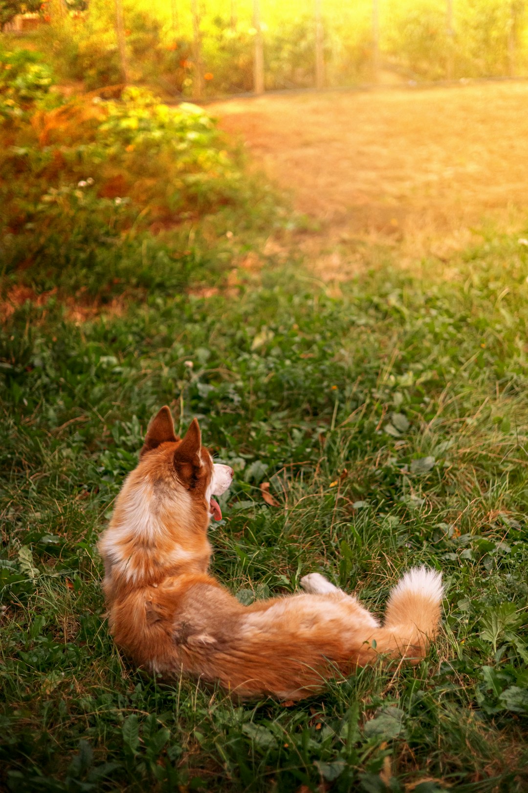 corgi sitting attentively in a garden