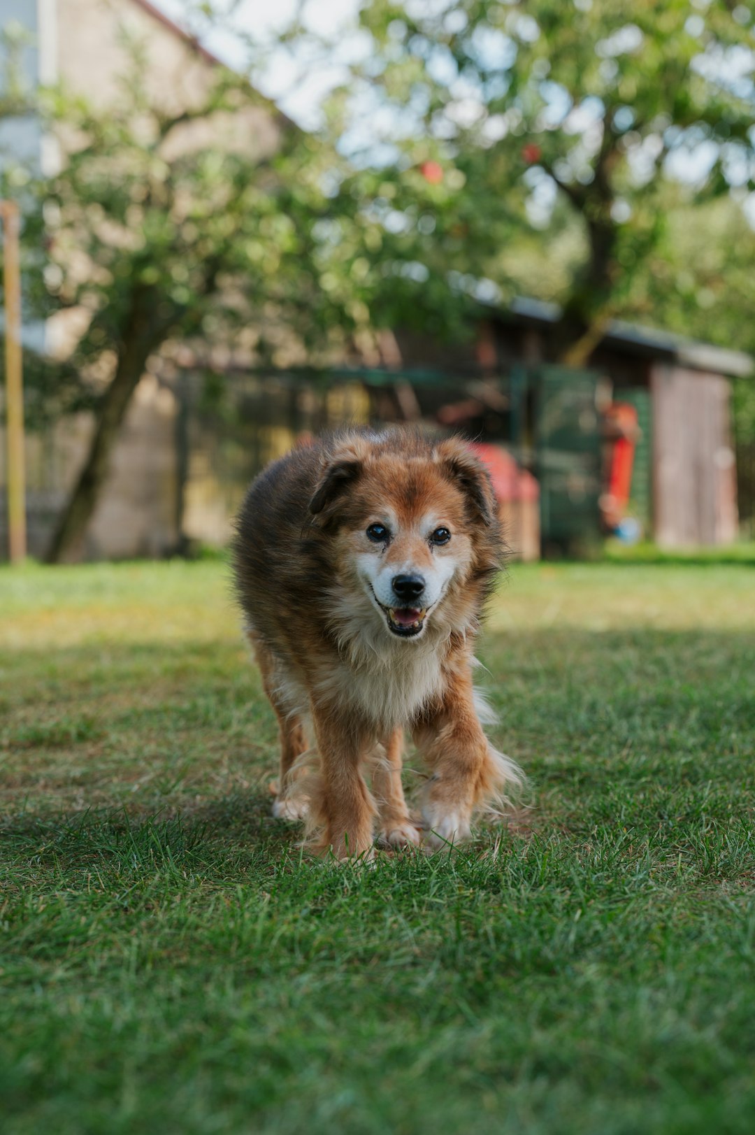 Mixed breed dog walking nicely on a tree-lined path