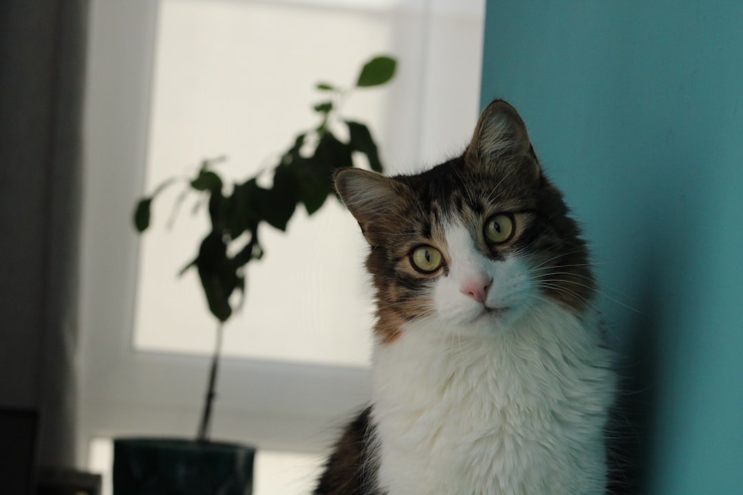 Cat sitting proudly on a tall scratching tree
