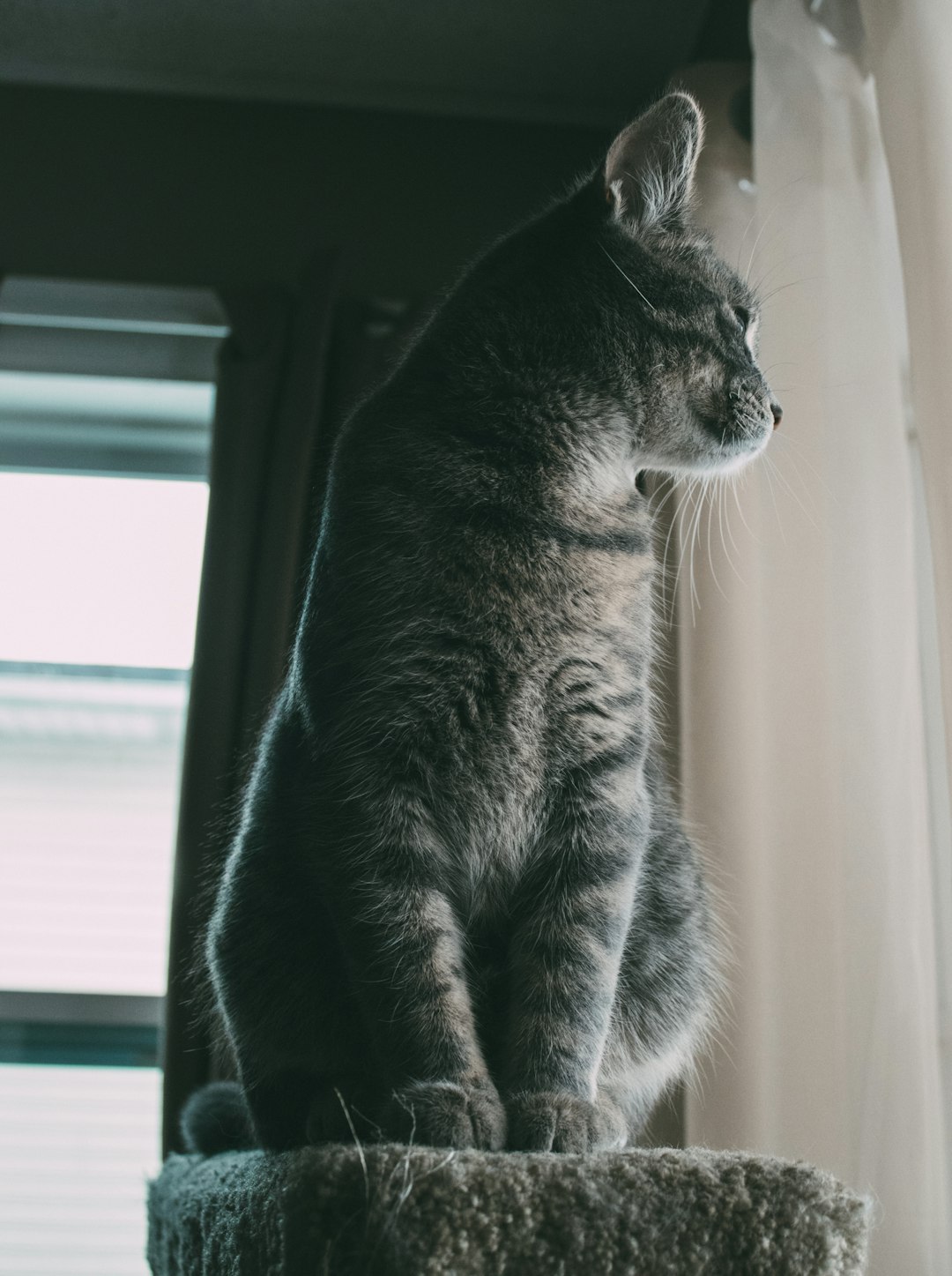 Tabby cat using a scratching post in a living room