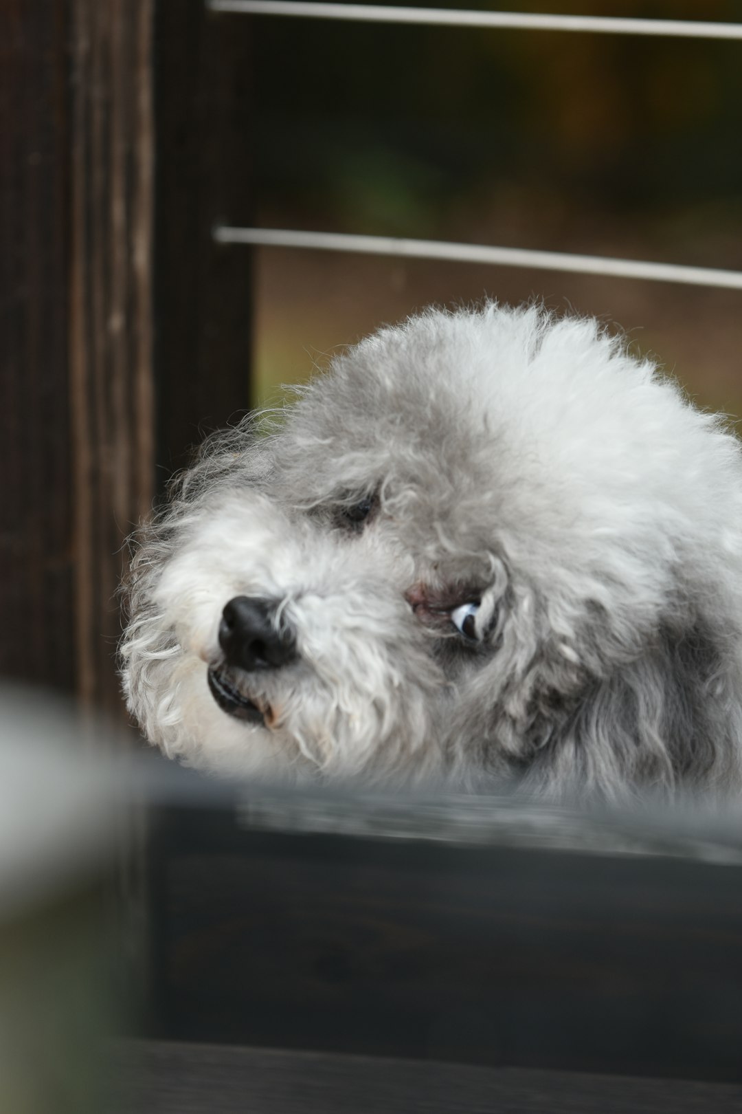 Clean and fluffy white poodle sitting outdoors