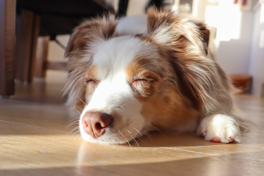 fluffy dog sleeping peacefully on living room rug