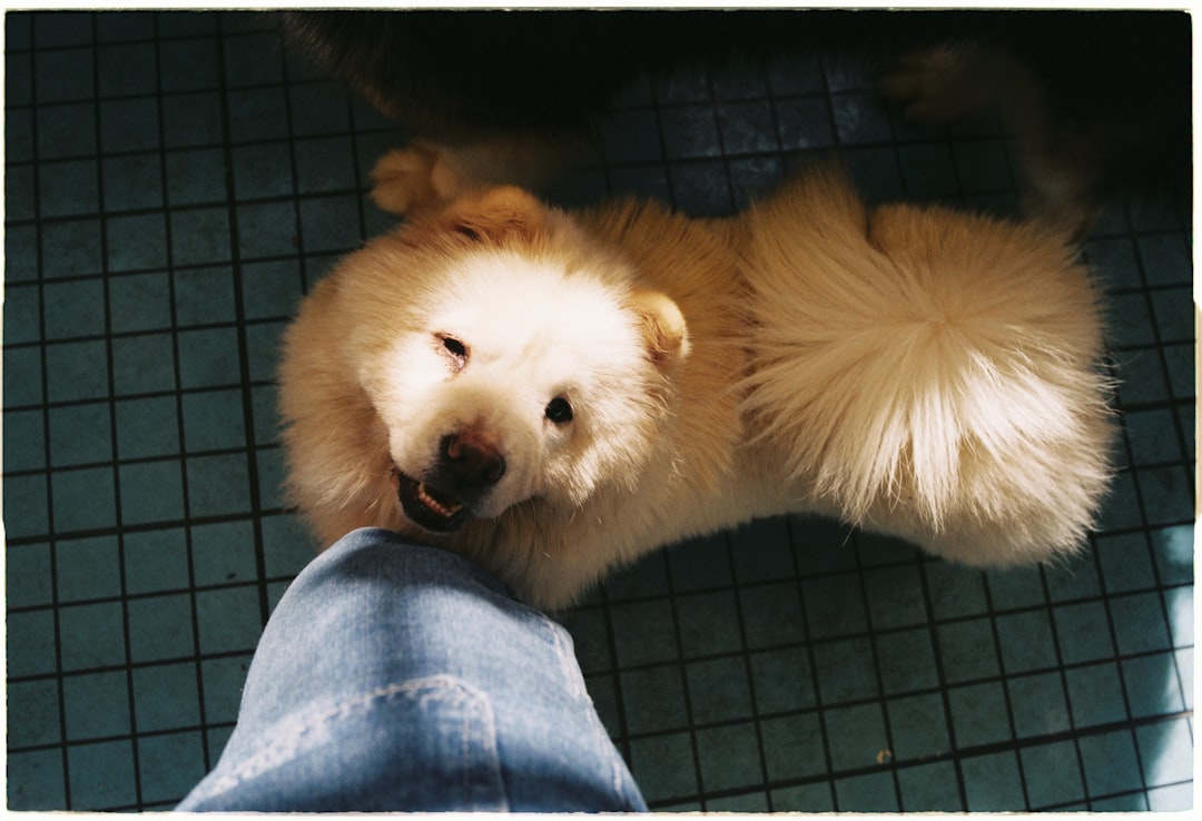 fluffy dog sitting relaxed with gleaming freshly brushed coat