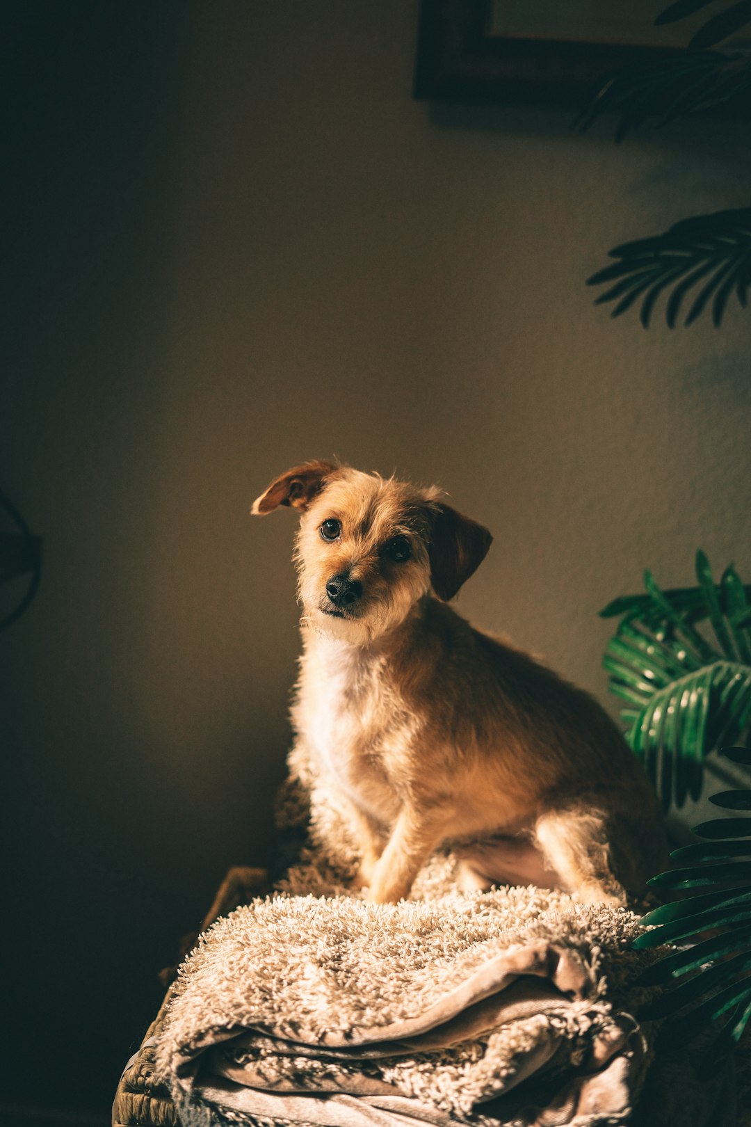 happy fluffy dog with freshly trimmed nails on cozy blanket