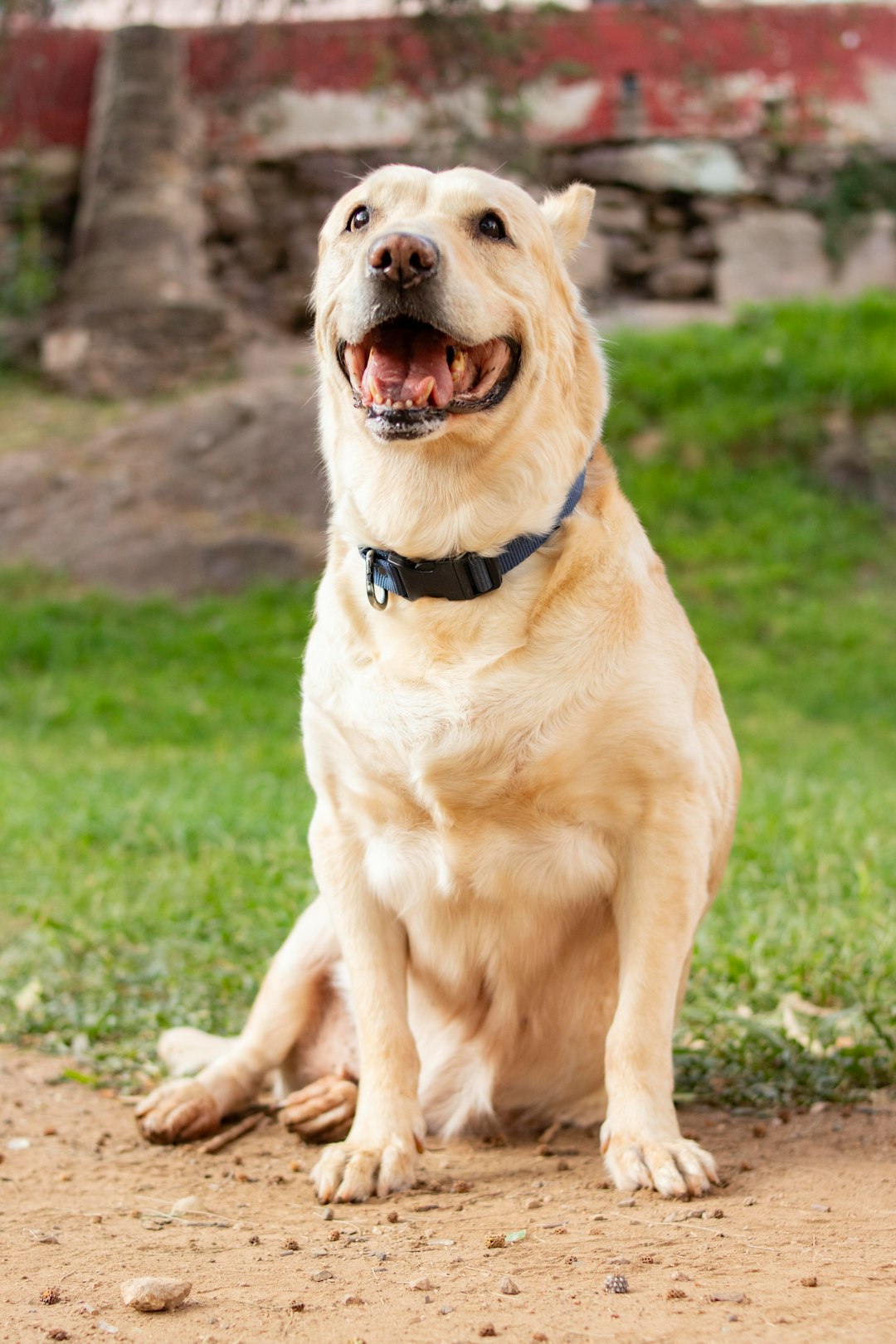 happy labrador showing healthy teeth in warm golden light