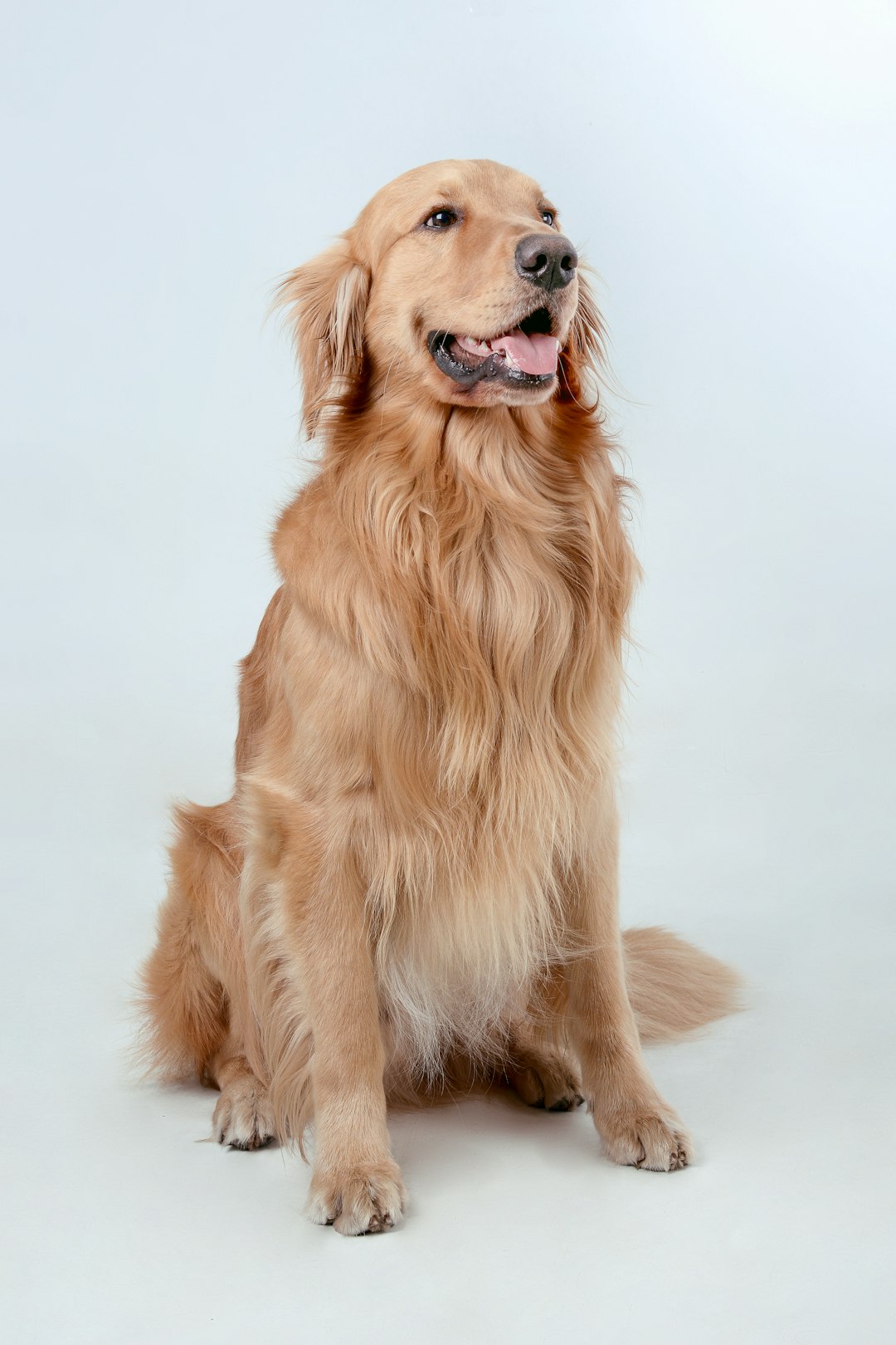 happy golden retriever with clean ears after grooming session