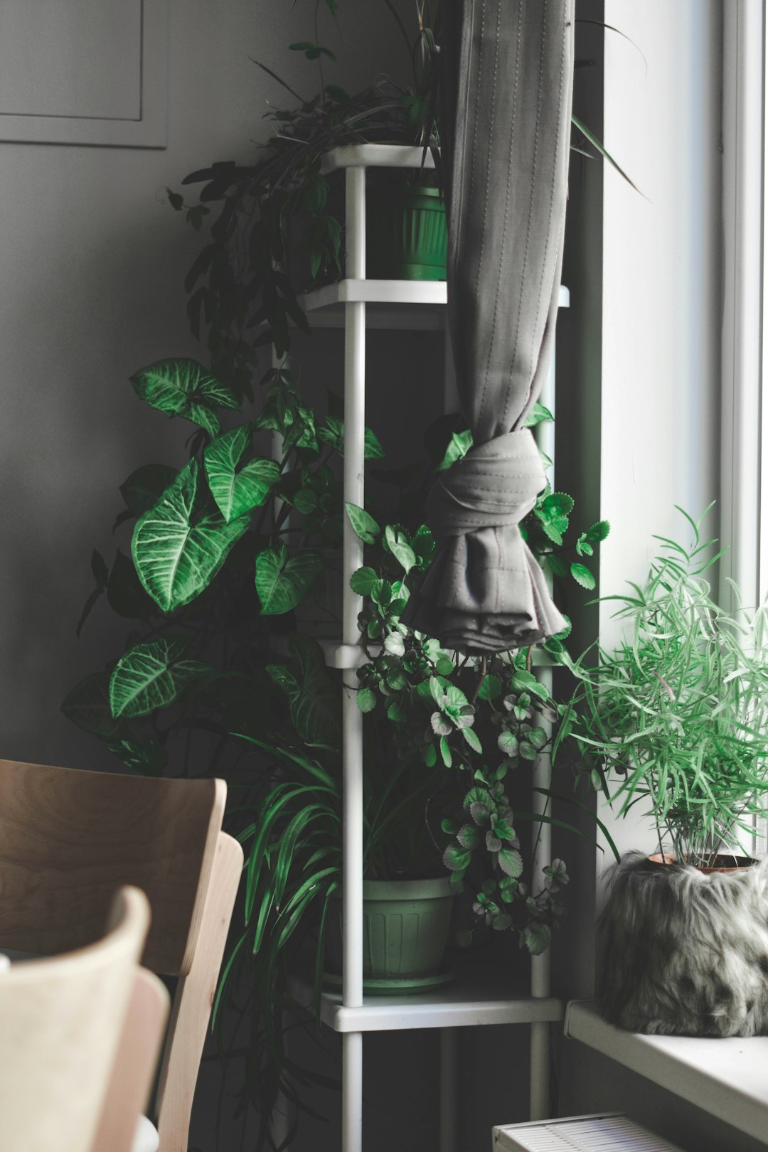 Styled indoor plant ladder shelf with pothos, monstera, succulents, and peace lily.