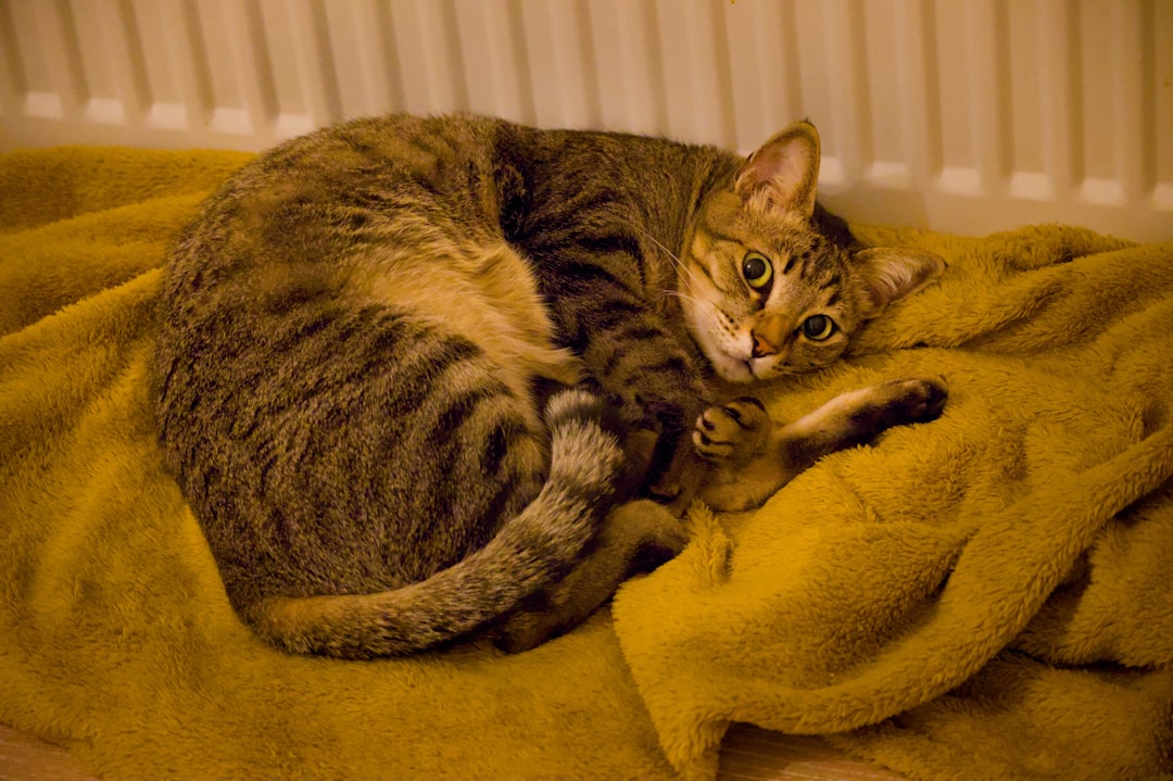tabby cat resting beside treats and pill organizer at home