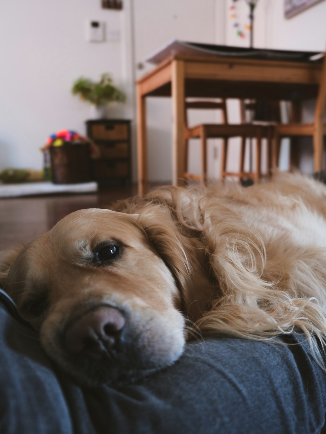 person gently cleaning golden retriever ears at home