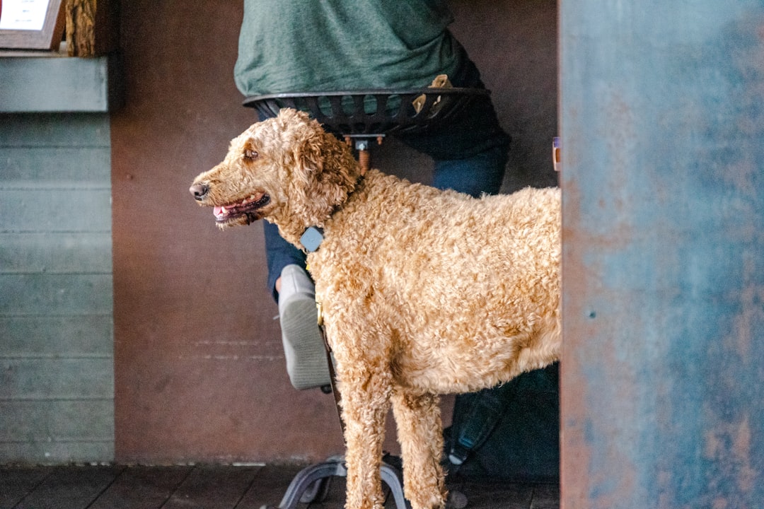 owner brushing a fluffy Goldendoodle on a grooming table