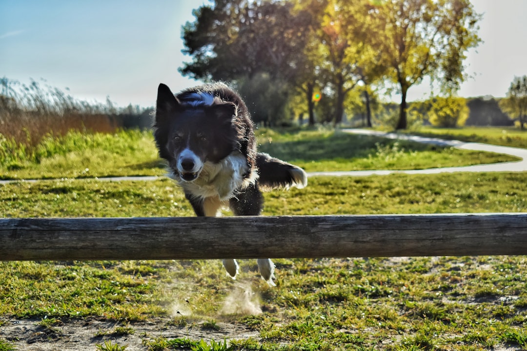 Border Collie leaping over agility hurdle at golden hour