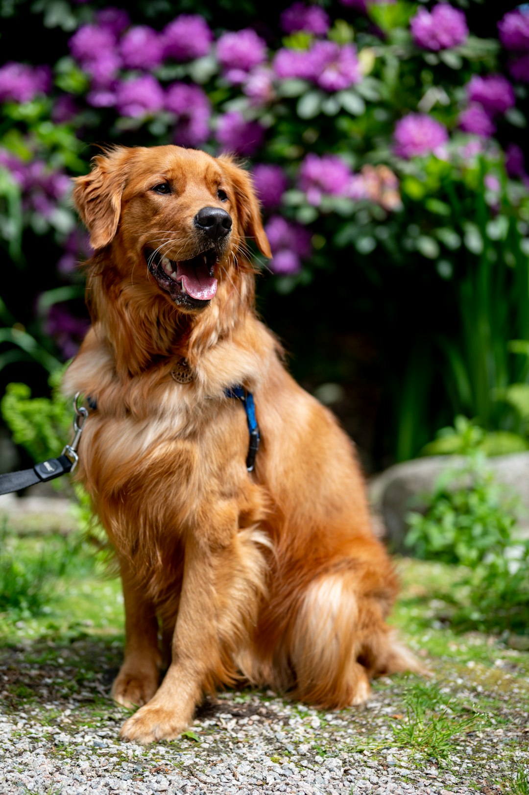 golden retriever in summer garden wearing cooling bandana, portrait