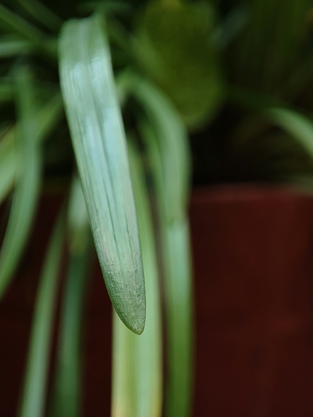 Houseplant with brown leaf tips on a sunny windowsill