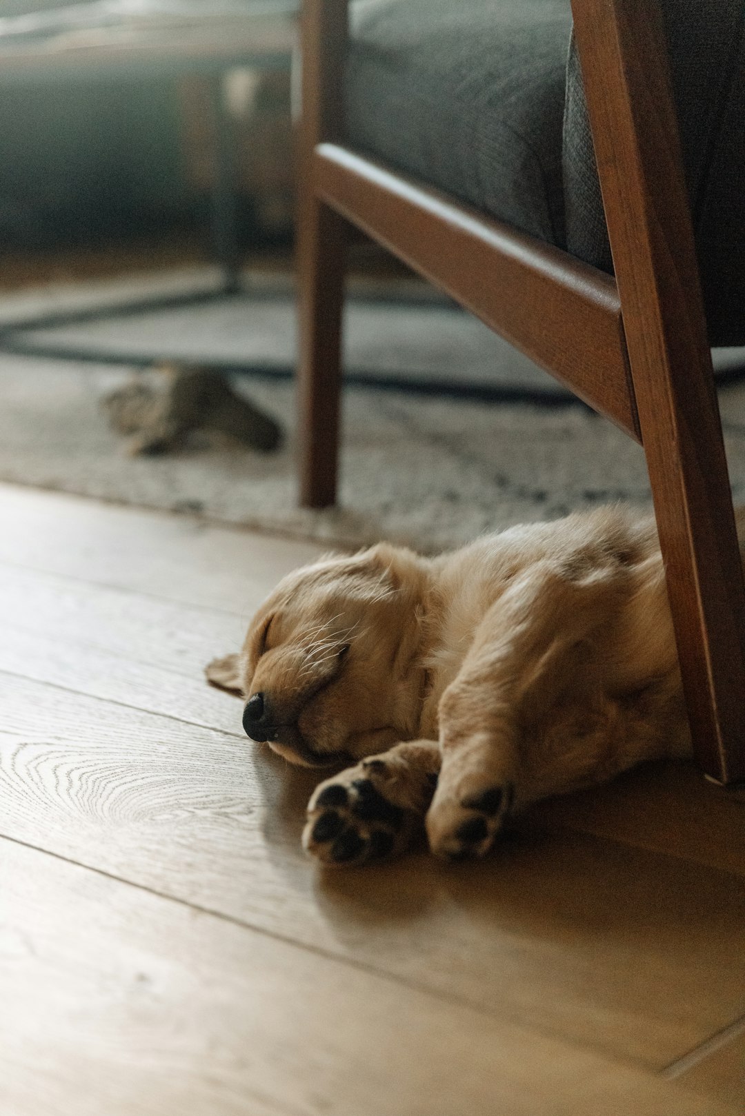 happy golden retriever relaxing contentedly on rug in new home