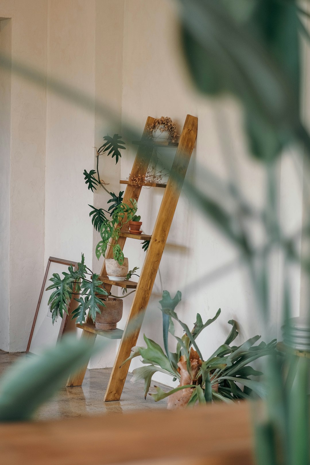 Thriving indoor plant shelf with lush healthy green houseplants