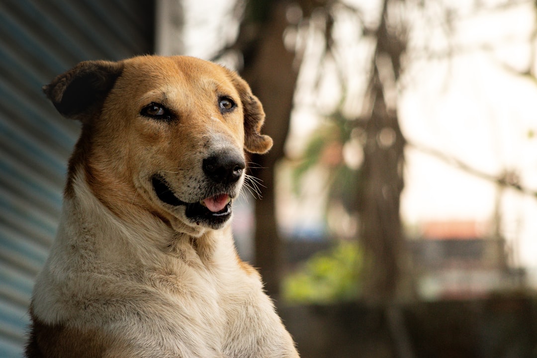 happy rescue dog sitting on porch in golden hour light