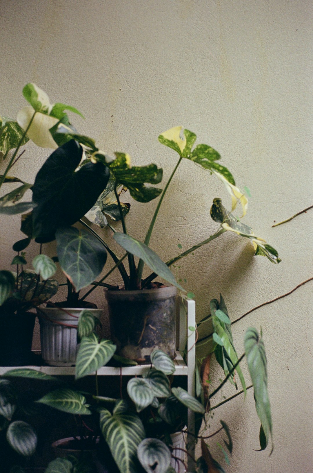 Styled indoor plant corner with monstera, pothos, and snake plant in golden light.