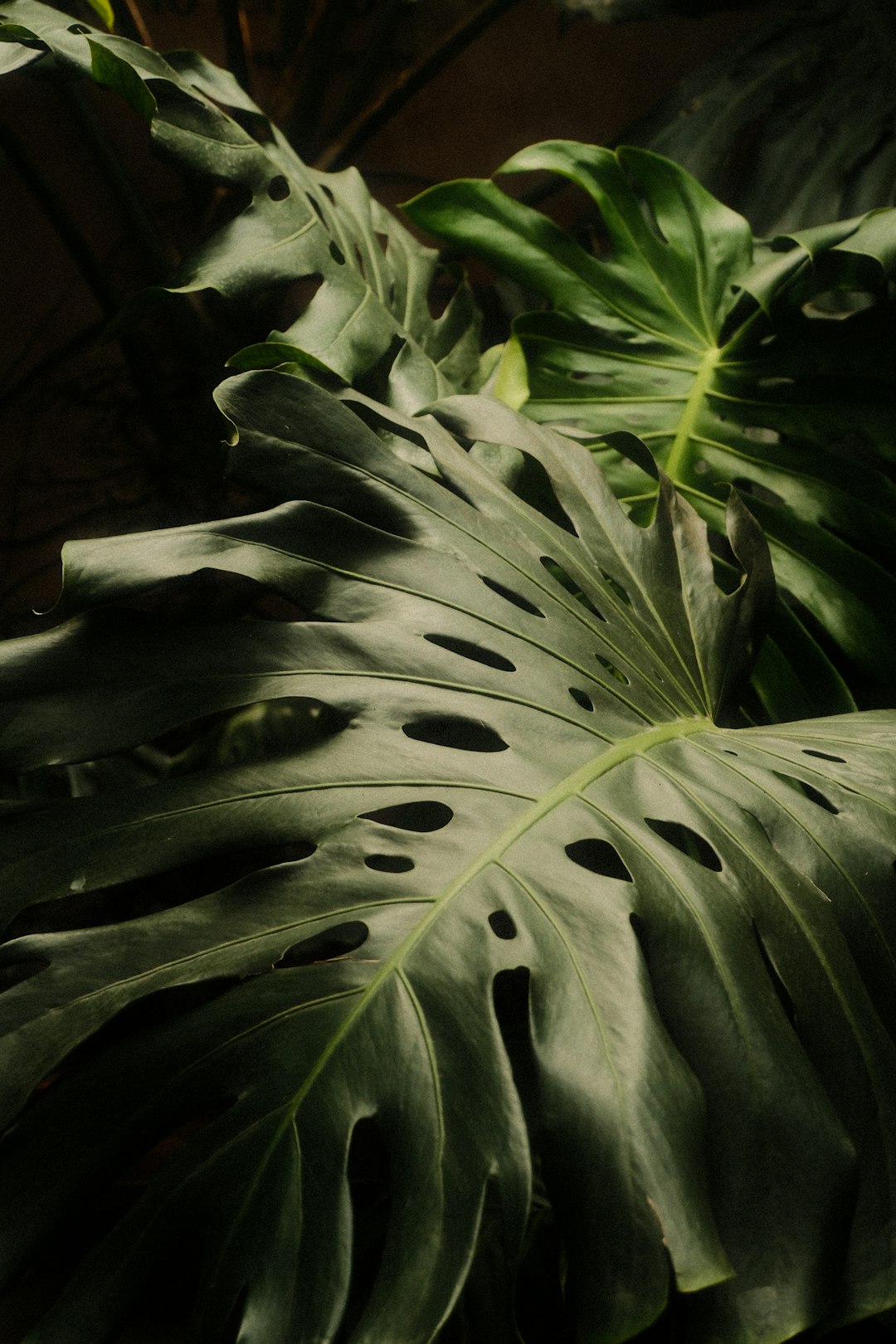 Lush healthy monstera in a bright cozy botanical home setting.