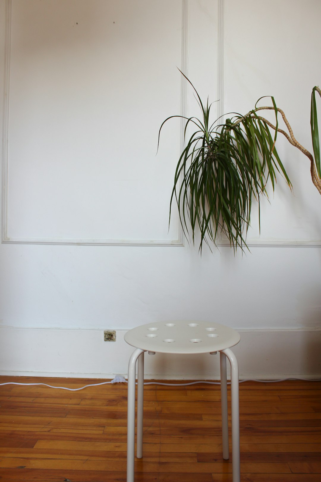 Thriving indoor plant corner with mixed pots on a wooden ladder shelf