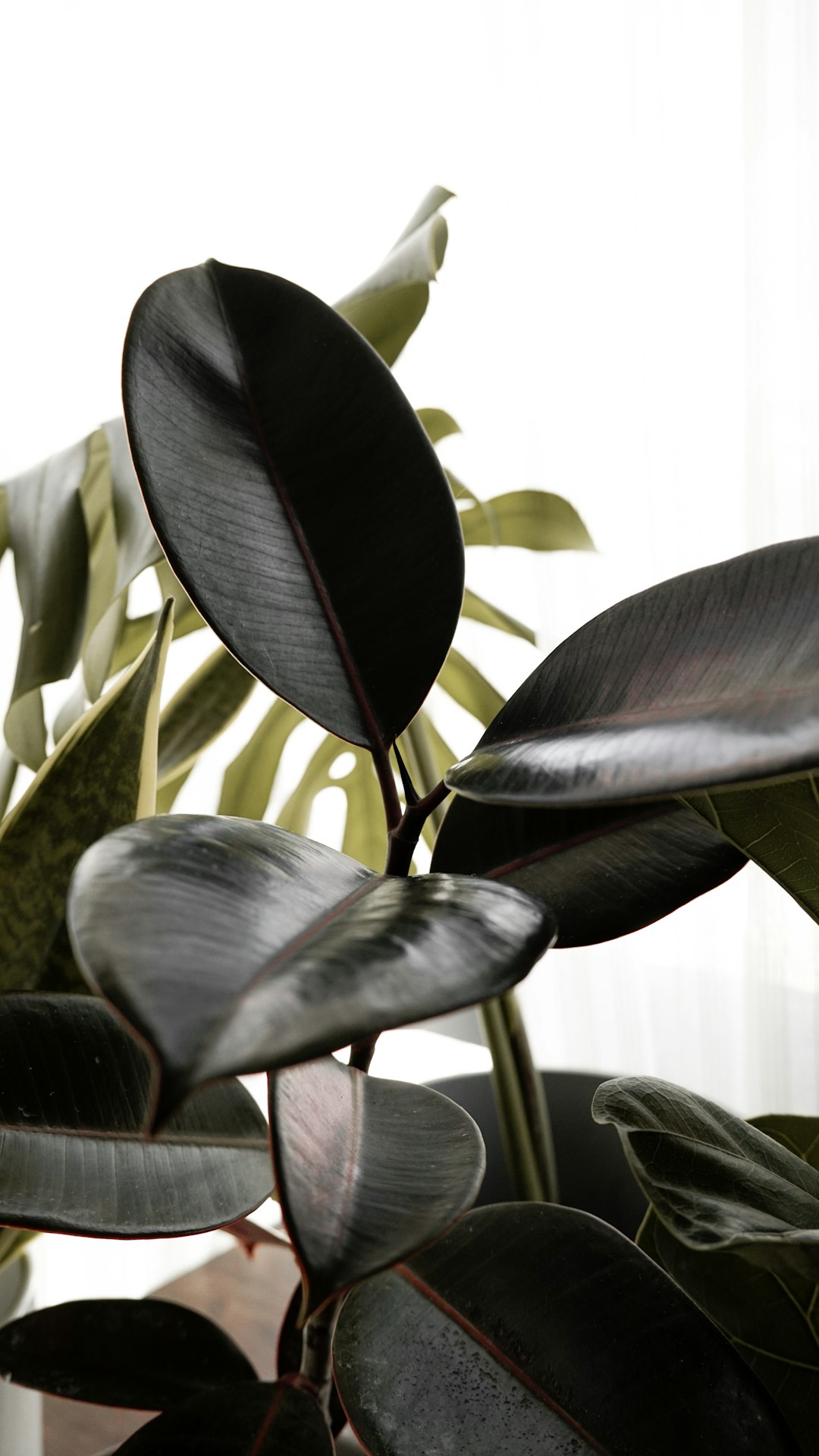 Styled indoor plant corner with rubber plant, pothos, and fertilizer collection