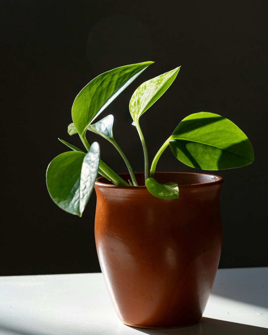 Root-bound pothos with roots escaping terracotta pot on oak table.
