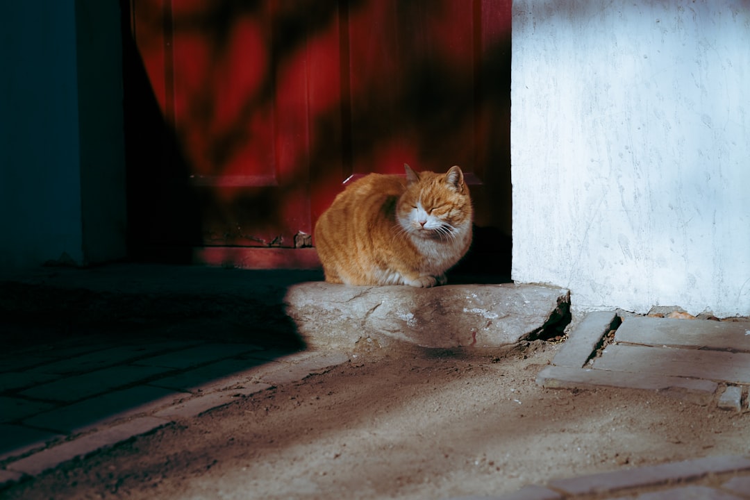 fluffy cat resting beside a water fountain on a snowy winter windowsill