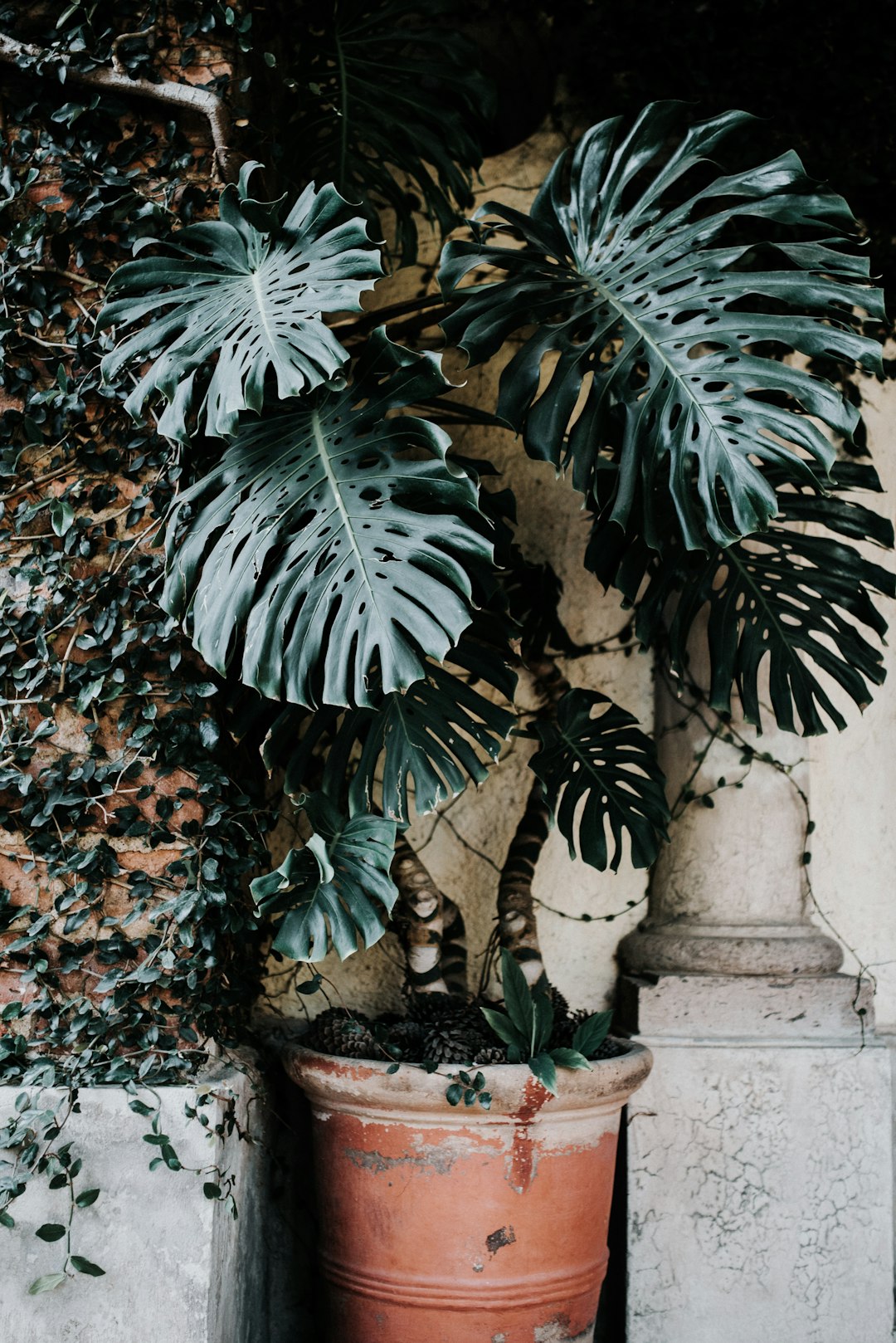 Styled indoor plant corner with Monstera, Pothos, and succulents in terracotta