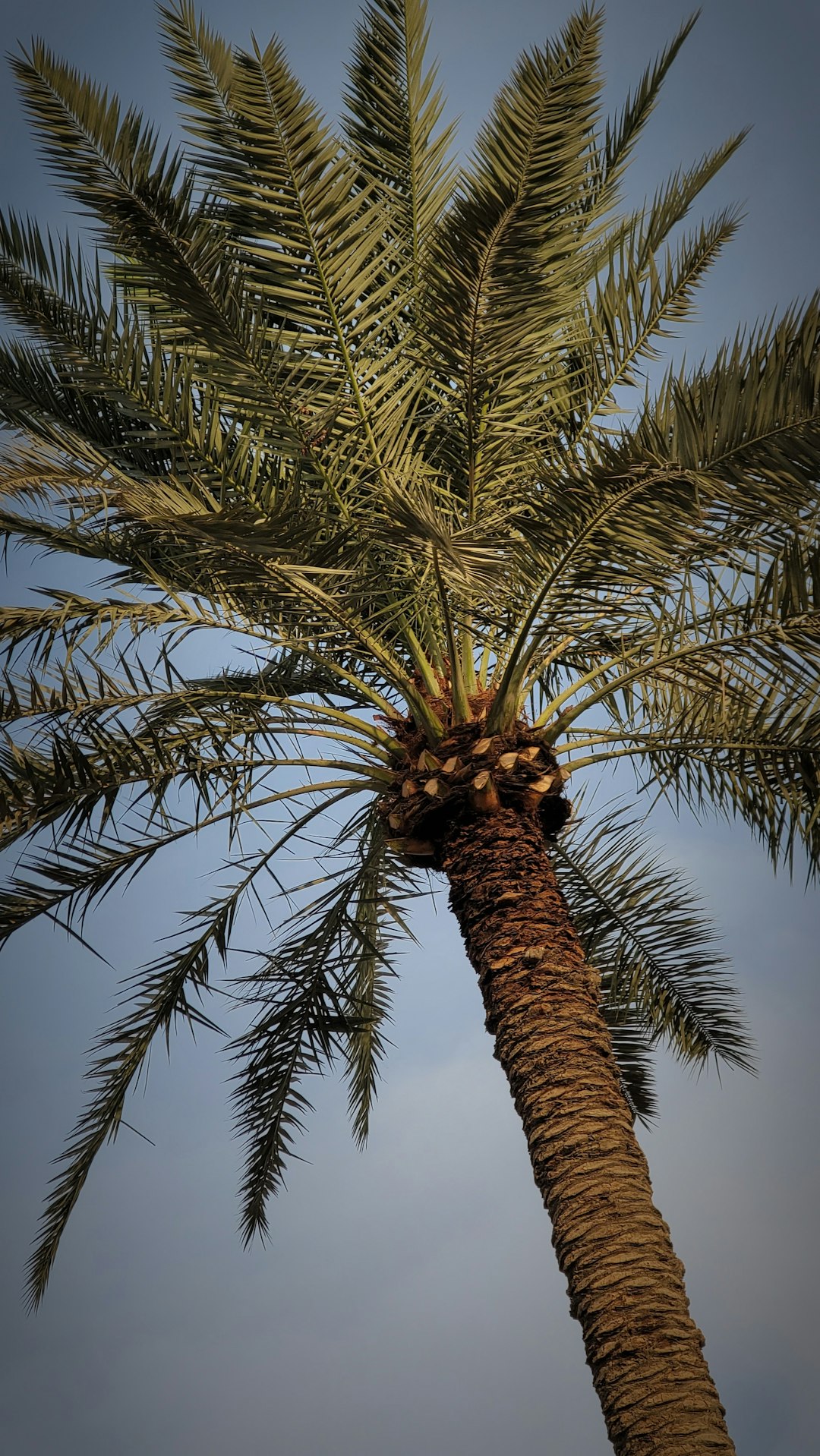 Dramatically shaped spiral tree in garden