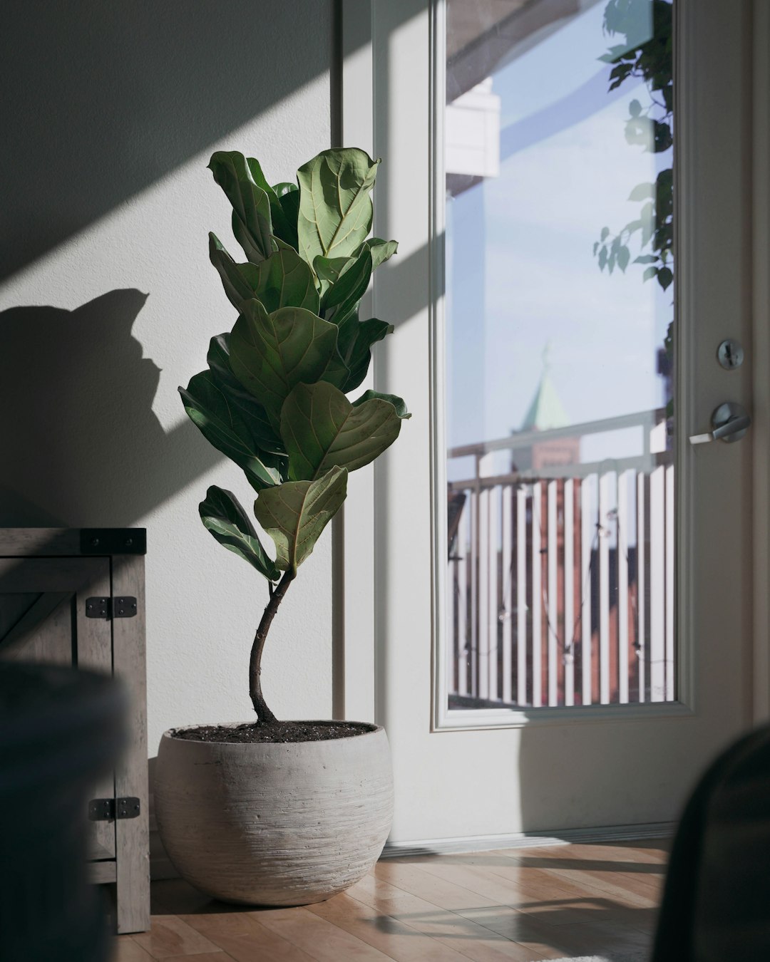 Fiddle-leaf fig near sunny window with cleaning supplies on table