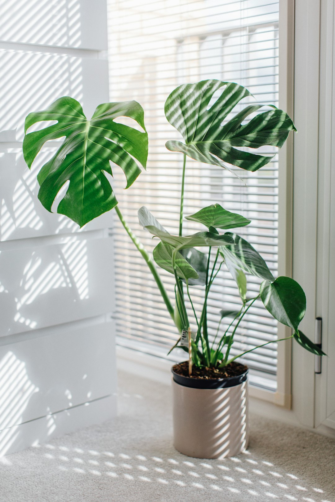 Lush monstera deliciosa in terracotta pot near bright window