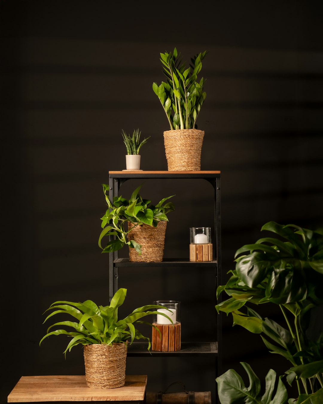 Four snake plants at different growth stages styled on a white wooden shelf.