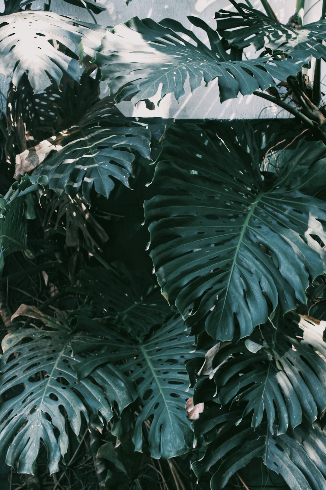 Thriving young monstera in bright apartment corner with tropical plants