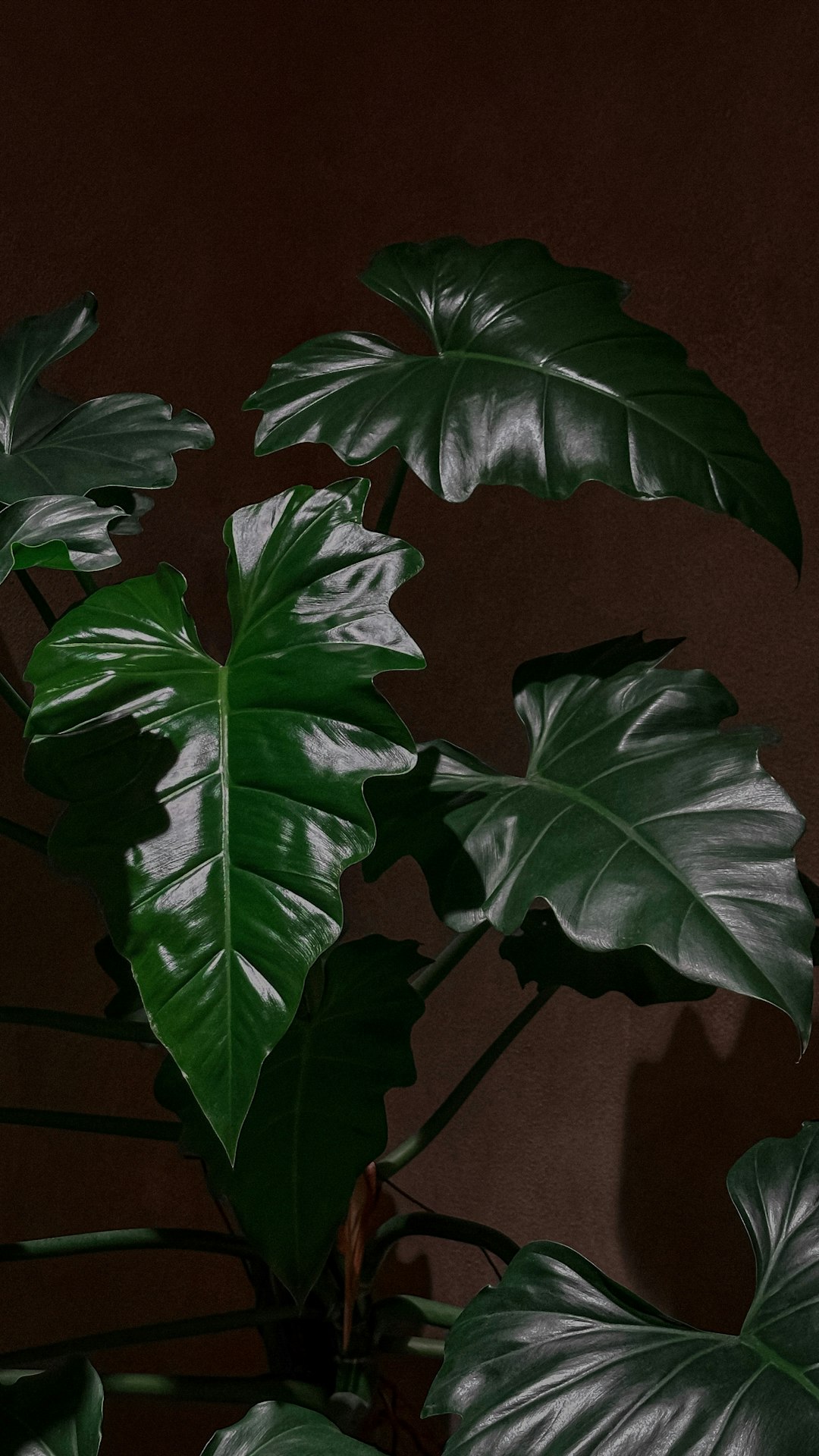 Lush recovered pothos trailing from macrame hanger in golden window light