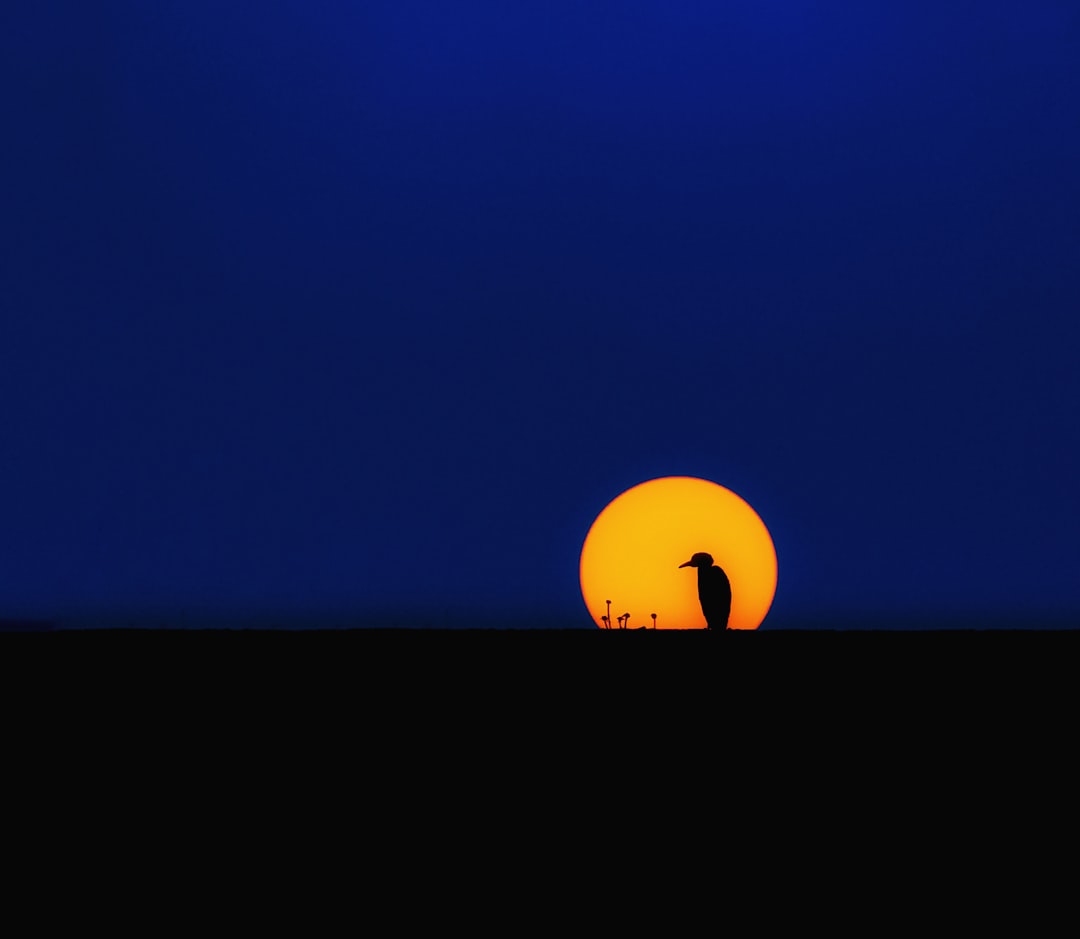 Glowing penguin silhouette in front of Linux distro logos
