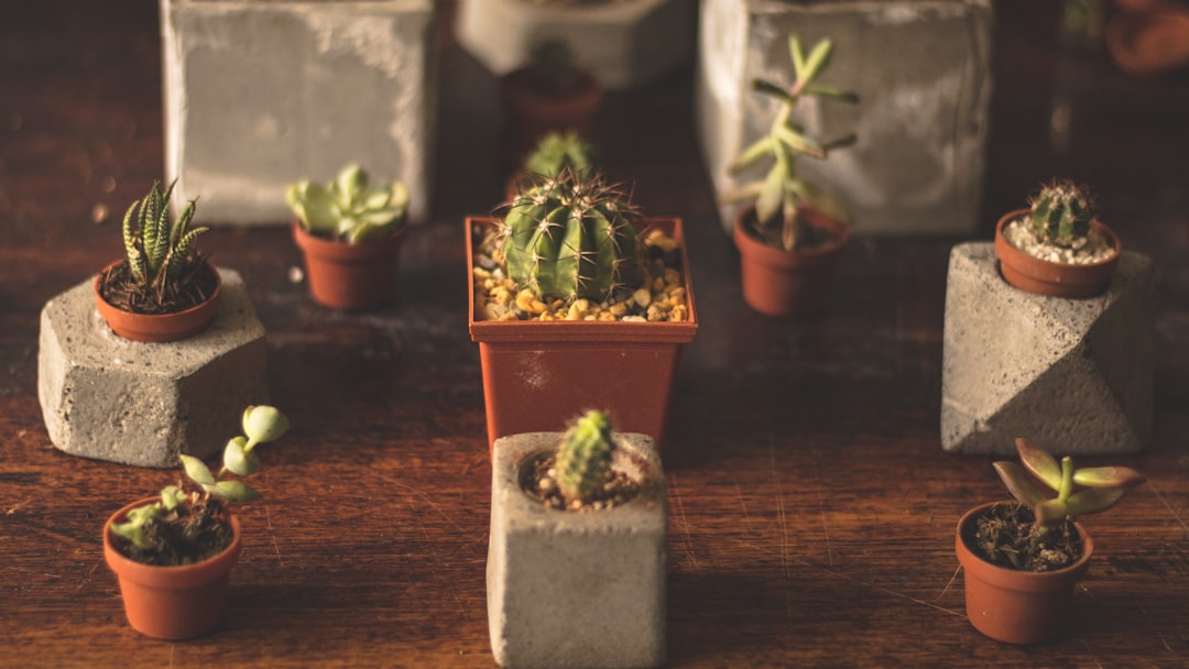 Four pot types side by side: terracotta, ceramic, plastic, and fabric