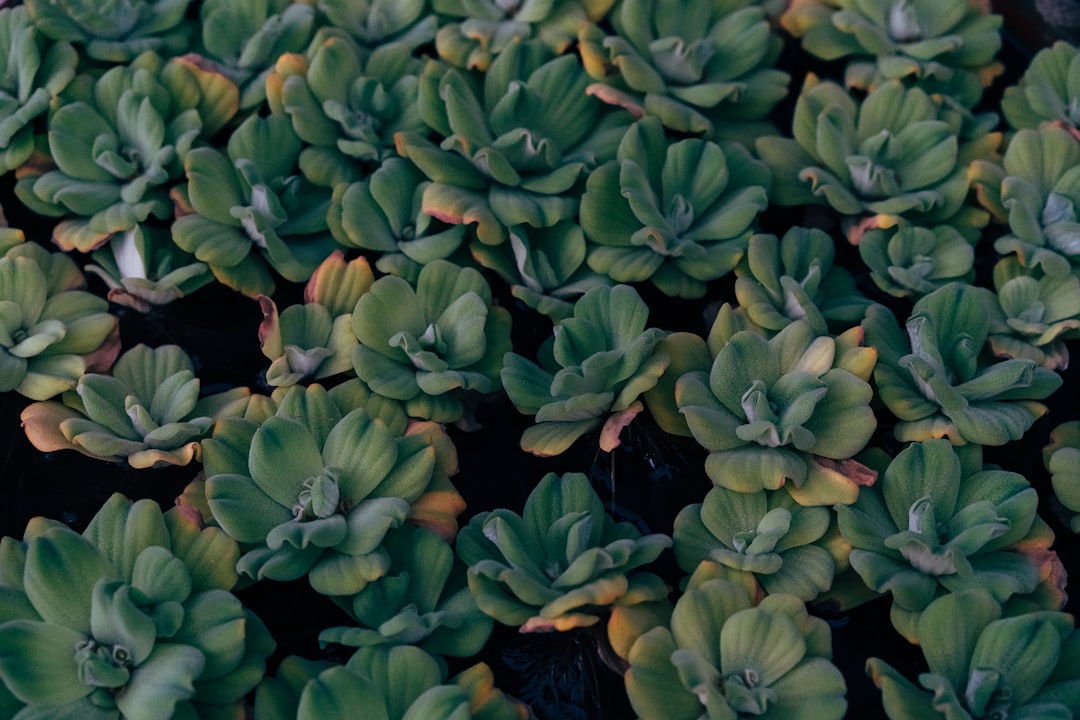 Healthy succulent leaves arranged on a ceramic tray for propagation.