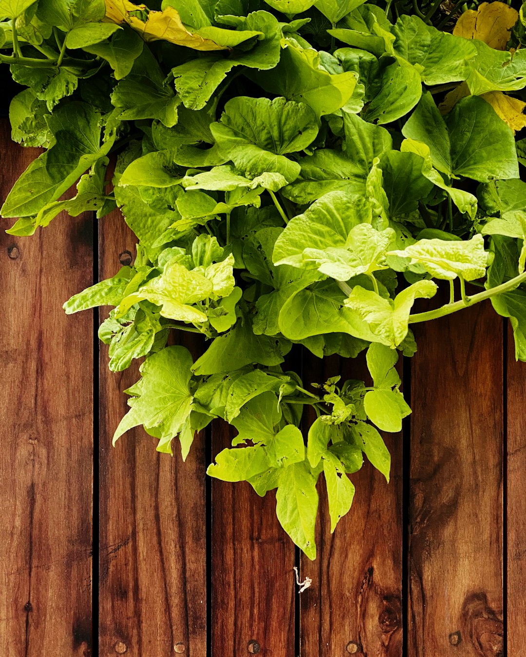 Fresh pothos cuttings arranged beside a clear glass jar on wood