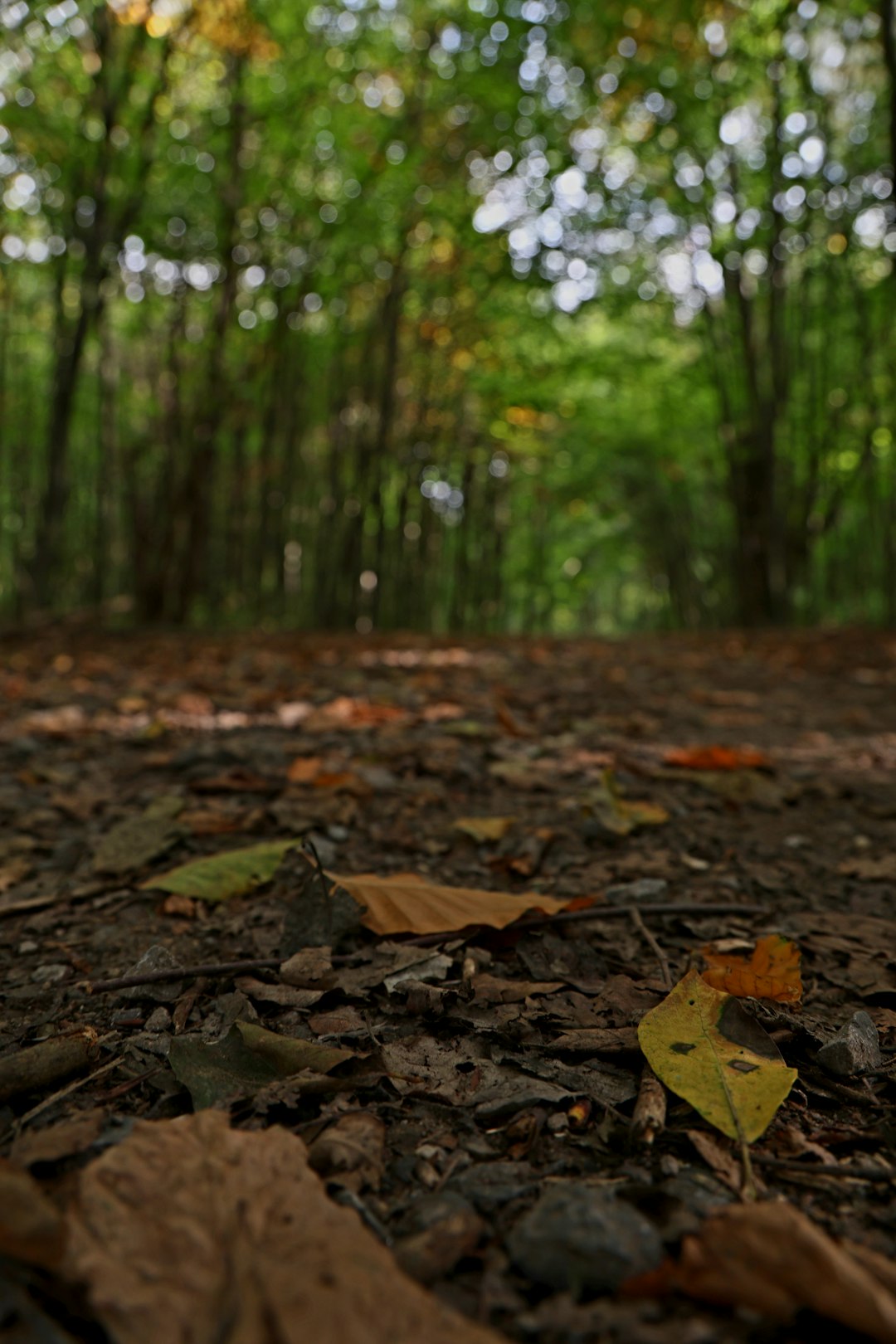 Single ant on forest floor trail among fallen leaves
