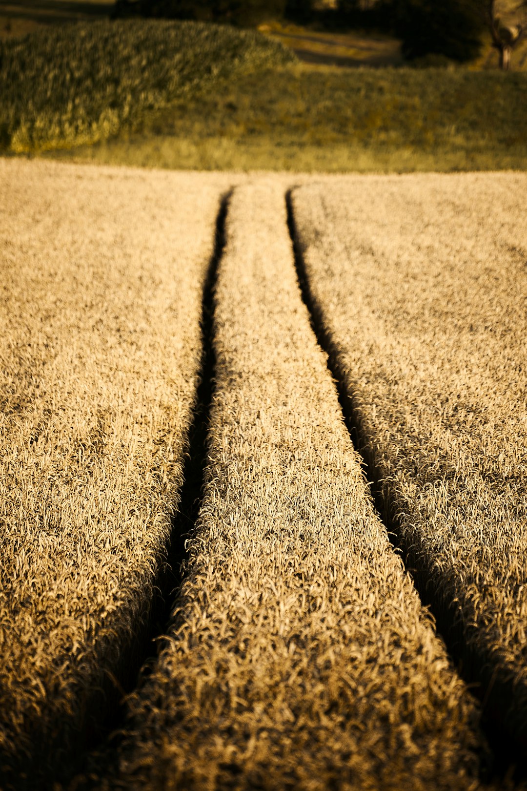 Two diverging paths symbolizing cooperation versus conflict