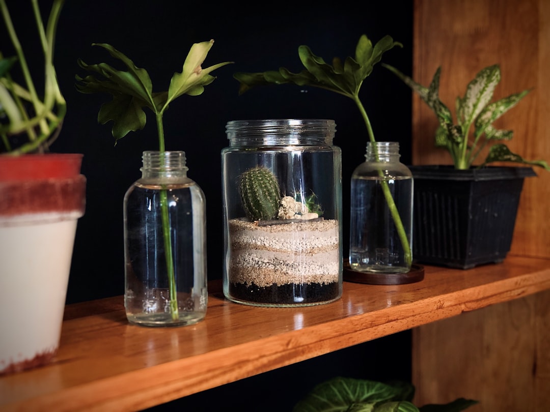 Three snake plant propagation methods displayed side by side on wood surface.