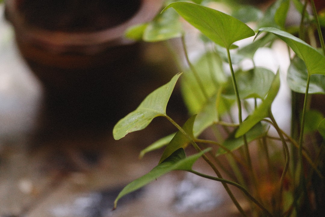 Wilting pothos with yellow leaves in dry terracotta pot on windowsill