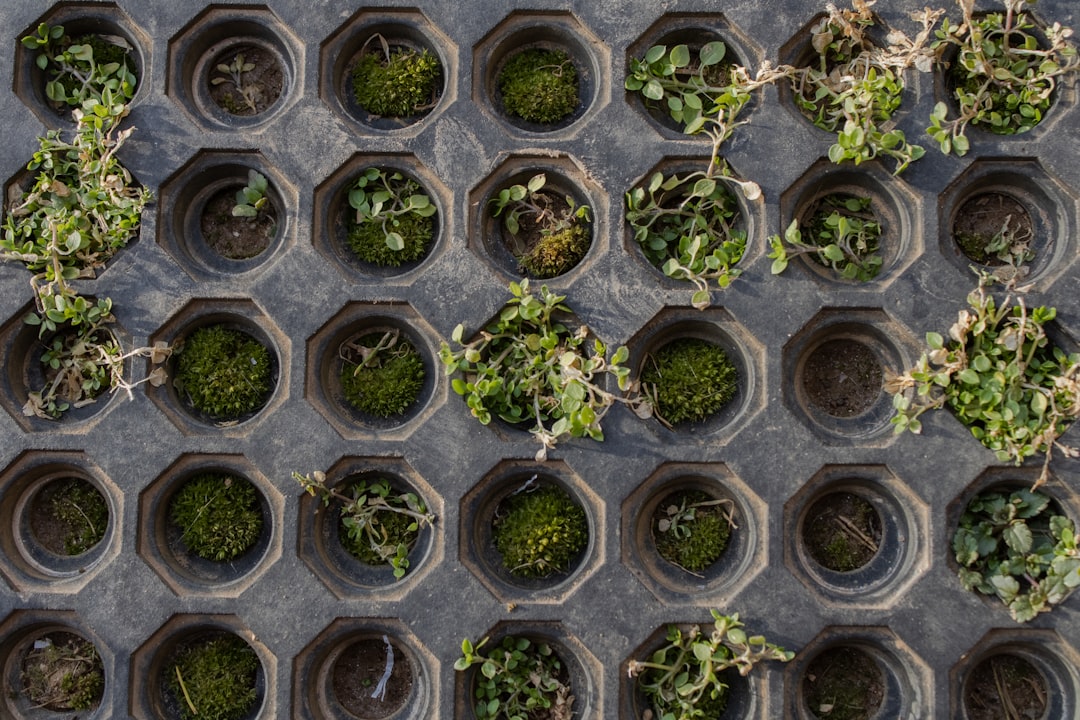 Flat lay of seed trays, humidity dome, heat mat, and seed packets on wooden table