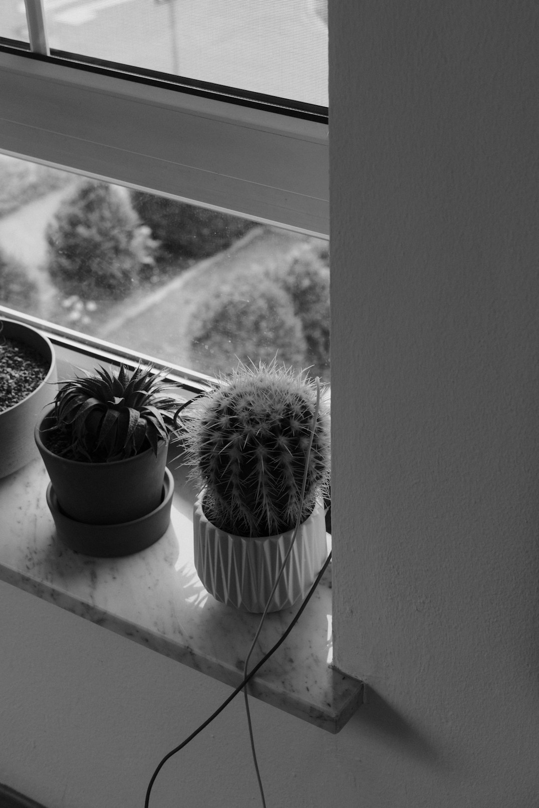 Three successfully recovered divided houseplants on a bright spring windowsill