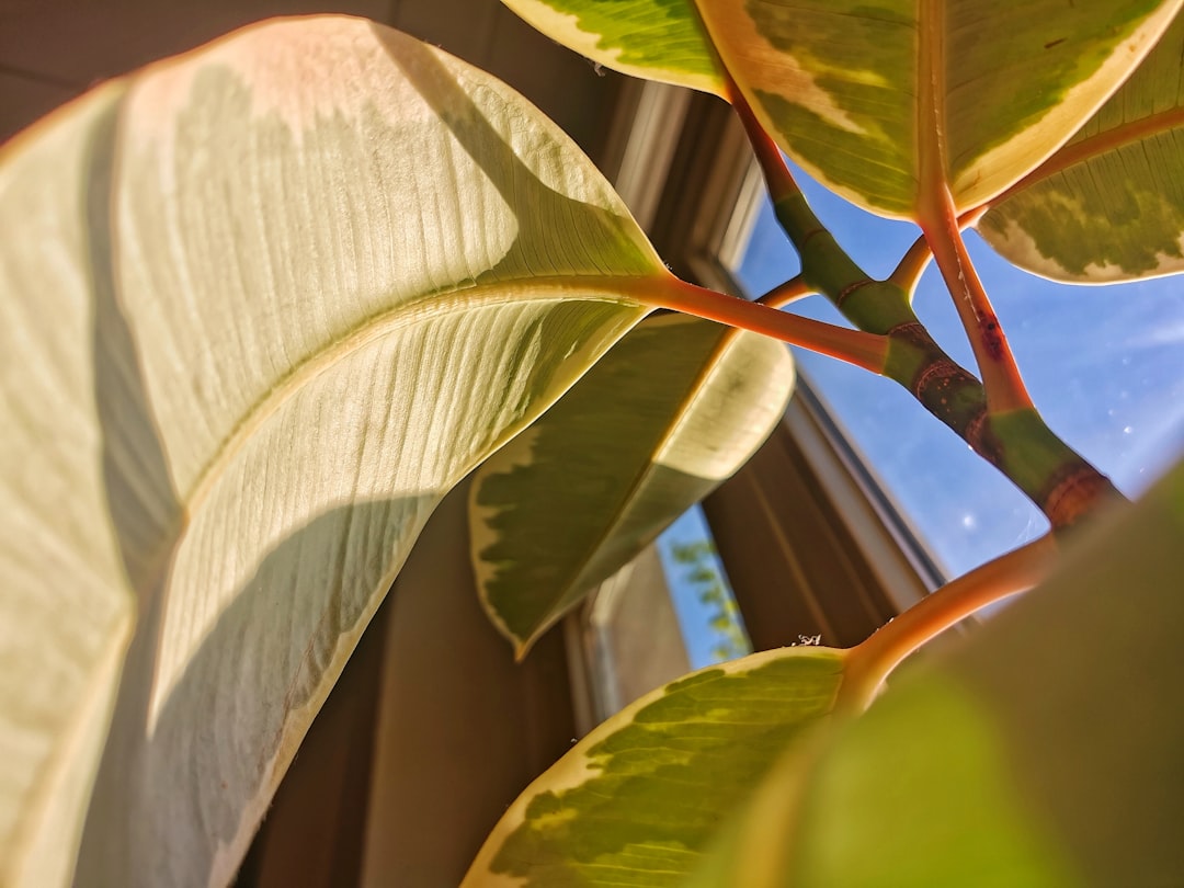 Mature ficus beside newly propagated air-layered cutting on wooden shelf
